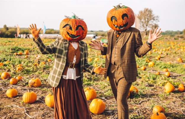 Pumpkin Patch at Avon Valley Adventure & Wildlife Park