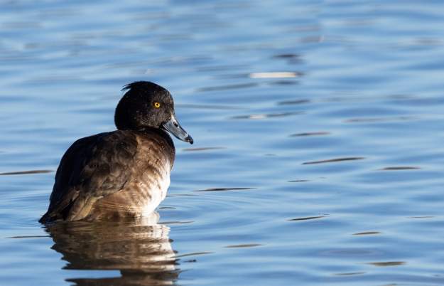 Birding for Beginners at WWT Slimbridge Wetland Centre