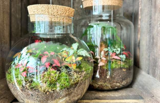 Build Your Own Terrarium with Fancy Plants