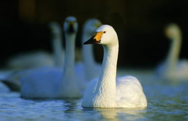 Evening with the Swans at WWT Slimbridge Wetland Centre
