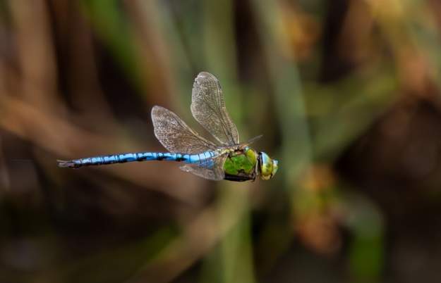 Dragonfly Festival at WWT Slimbridge Wetland Centre