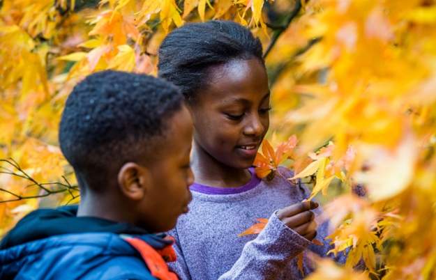 Autumn family trail at Westonbirt Arboretum