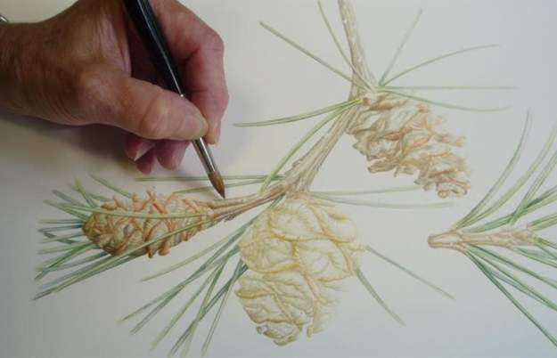 Bedgebury Florilegium Society Exhibition at Westonbirt Arboretum