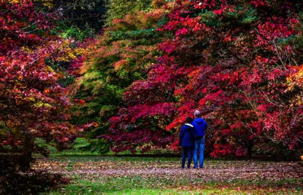 Autumn at Westonbirt
