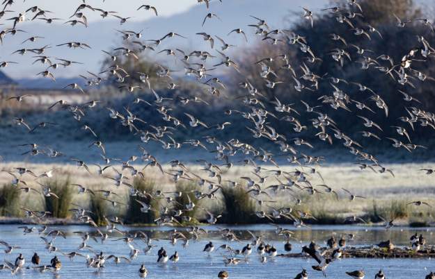 Guided Birdwatch Walk at WWT Slimbridge Wetland Centre