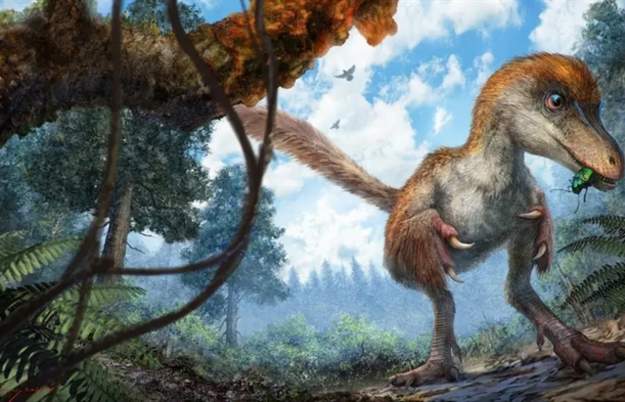 Bristol Palaeobiology Festival