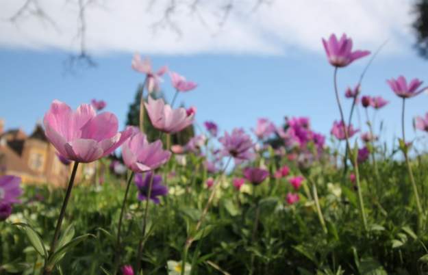 Bee and Pollination Festival at University of Bristol Botanic Garden