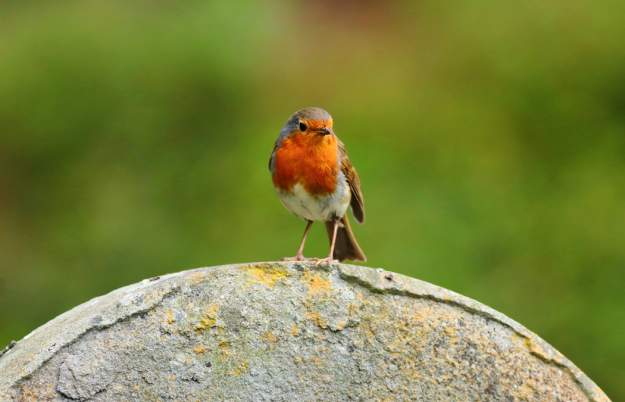 Birds and birdsong tour at Arnos Vale Cemetery