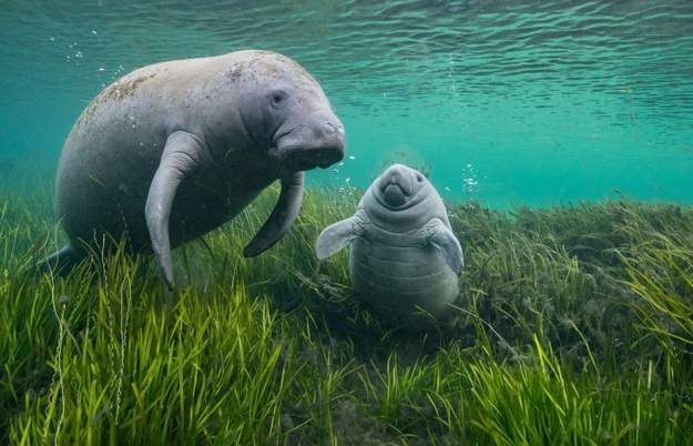 Wildlife Photographer of the Year 60 at Bristol Museum & Art Gallery