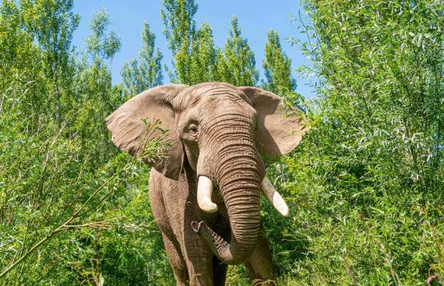 Become a Conservation Hero at Noah's Ark Zoo Farm