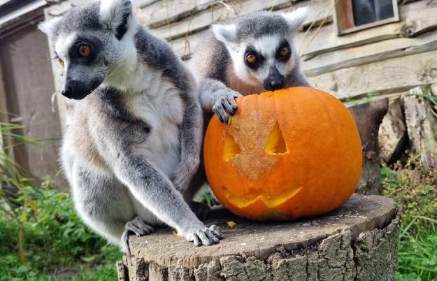 Howl-oween at Bristol Zoo Project