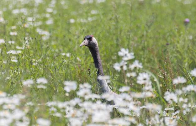 4 x 4 Photo Safari at WWT Slimbridge Wetland Centre