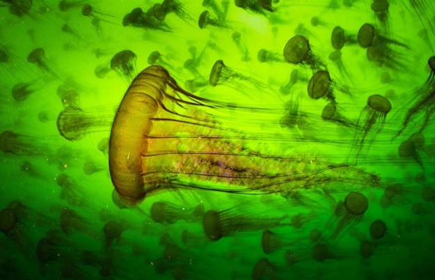 Bristol Museum Lates - Wildlife Photographer of the Year