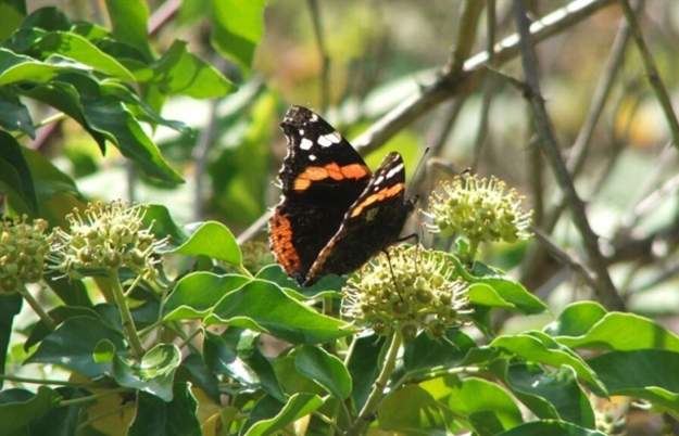 Bug Hunt and Bug Hotel Making at Arnos Vale Cemetery