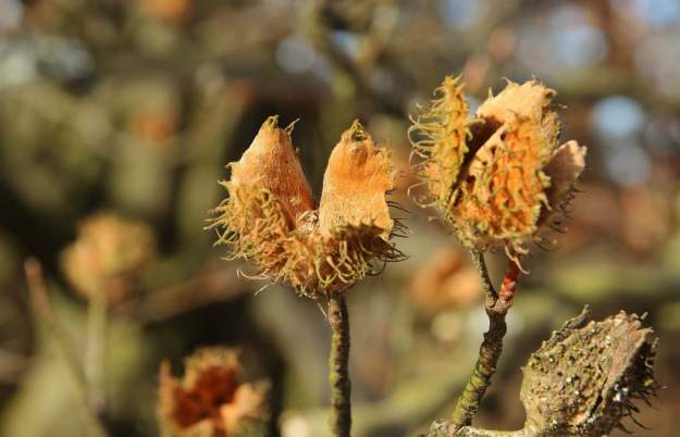 Buds, bark & beauty - winter tree ID in Clifton