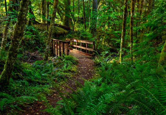 North Umpqua Trail System (Partially Open)