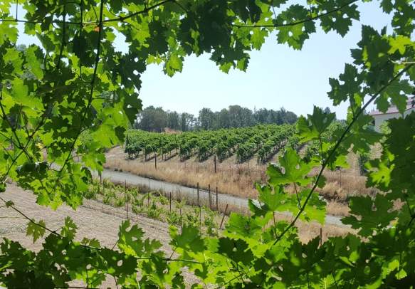 Becker Vineyard