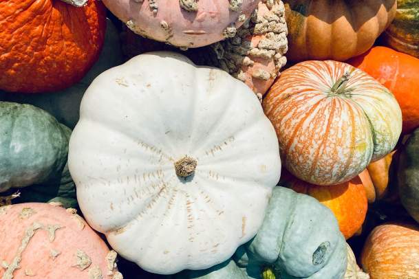 Best Pumpkin Patches and Apple Orchards in Greater Des Moines