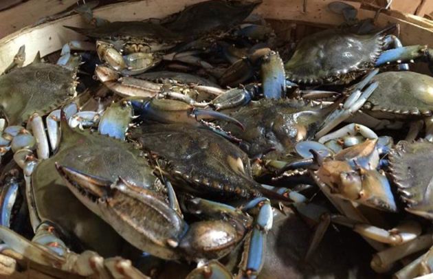 Blue Crabs