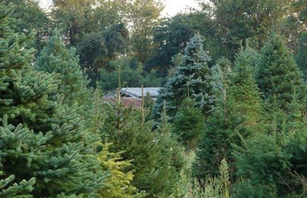 Environmental Evergreens.jpg