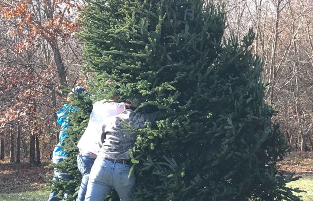 Cutting down the tree Hickory.jpg