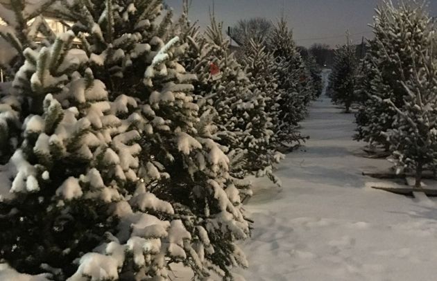 Evergreen Trees Jones.jpg