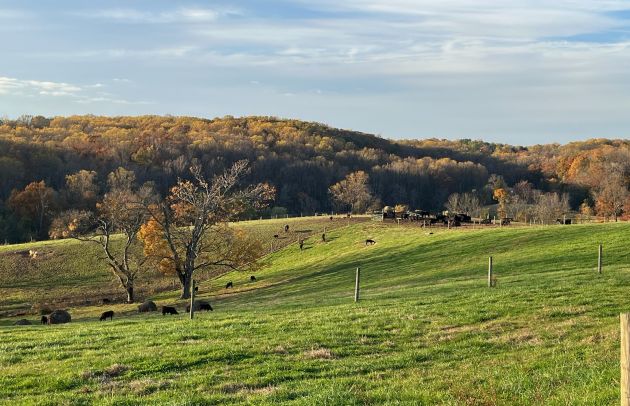 Pleasantville Farm Cows and Rolling Hills.jpg
