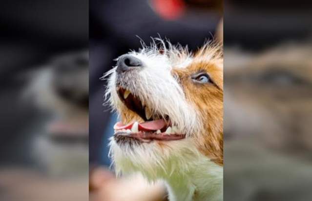 Dog Fest and Vintage Car Event
