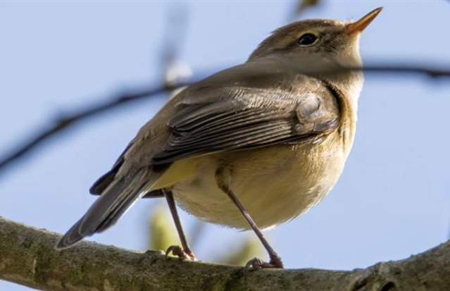 Dawn Chorus Ranger Walk