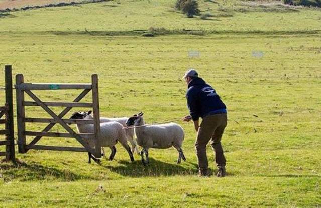 Dovedale Sheepdog Trials