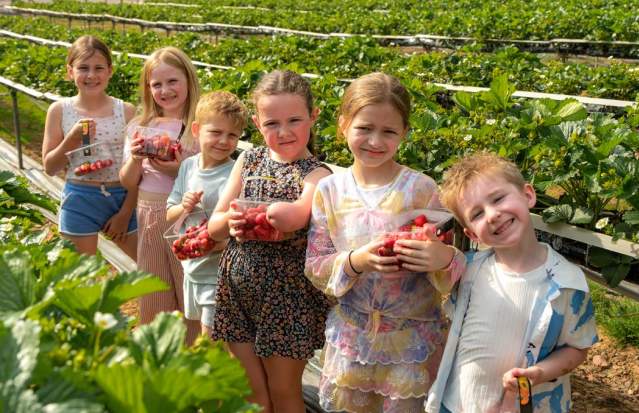 Pick Your Own Fruit At Manor Farm Fruits