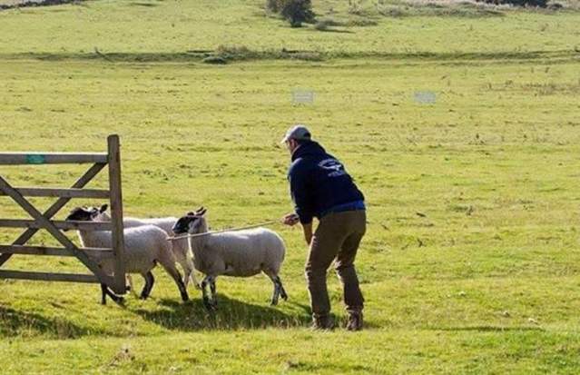 Dovedale Autumn Sheepdog Trial