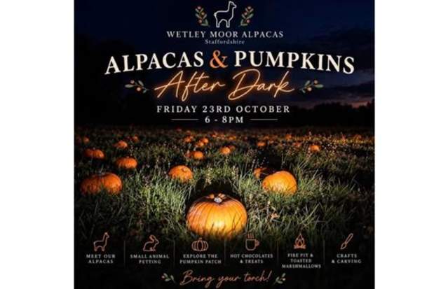 Alpacas & Pumpkins After Dark