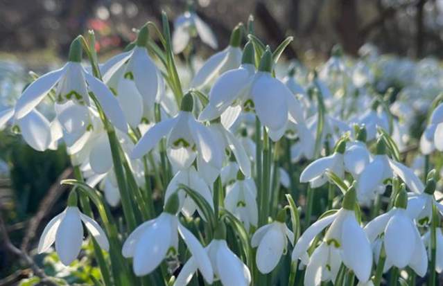 Blossoms of Spring - A Celebration of Bulb Garden Beauty
