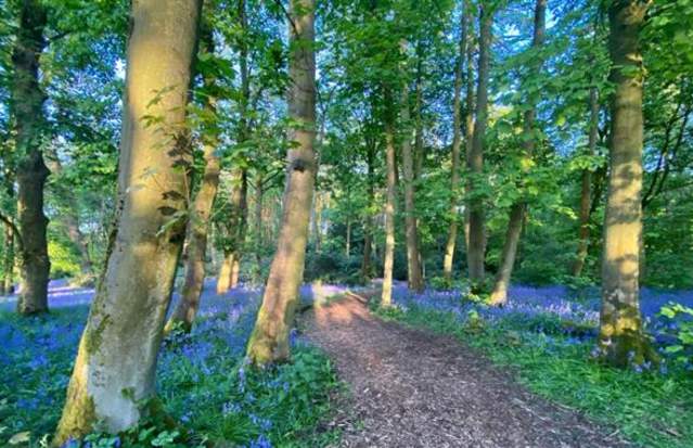 Bluebell Walk