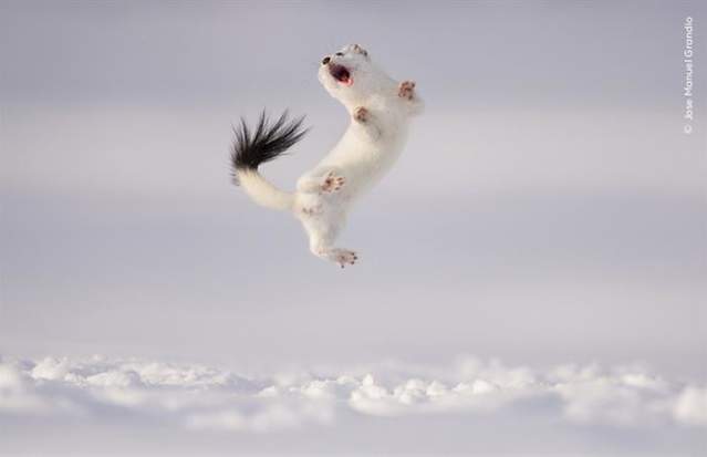 Wildlife Photographer of the Year