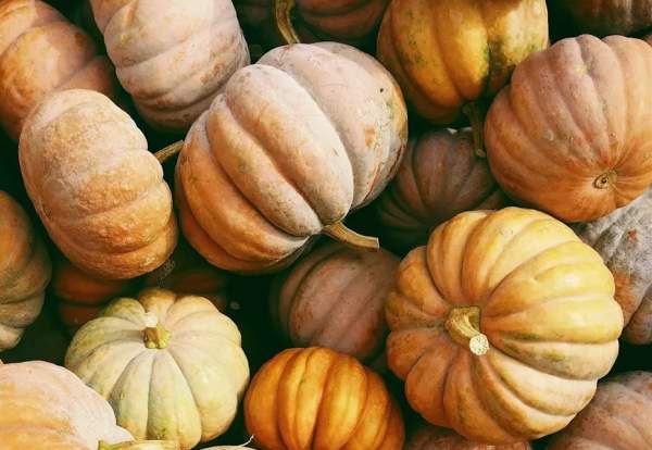Wellbeing in the Woods - Autumn Gathering