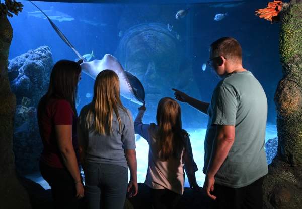 Sea Life Manchester