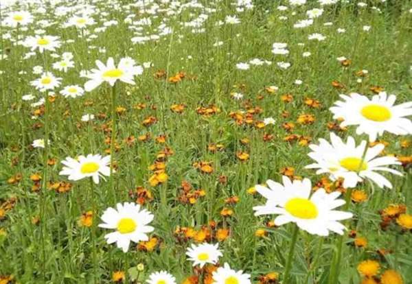 Alkrington Woods Nature Reserve
