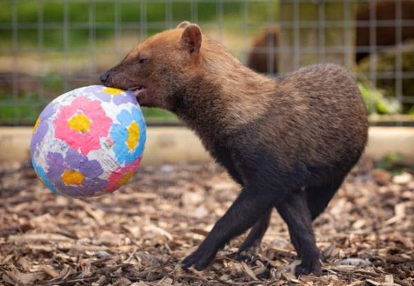 Egg-citing adventures at Knowsley Safari