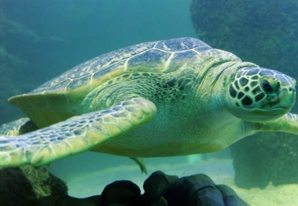 Turtle Feeding Experience