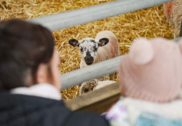 Cockfields Farm