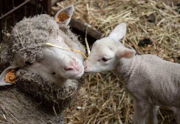Half Term Baby Bash at Cockfields Farm
