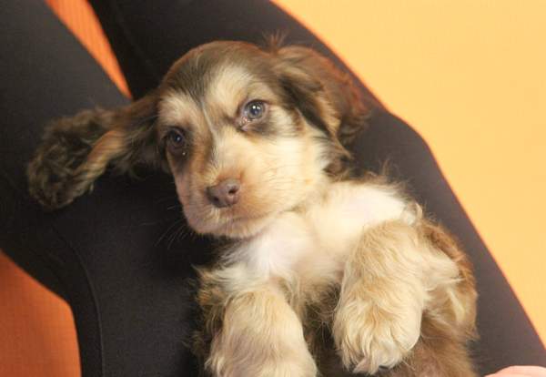 Puppy Pilates Has Arrived!