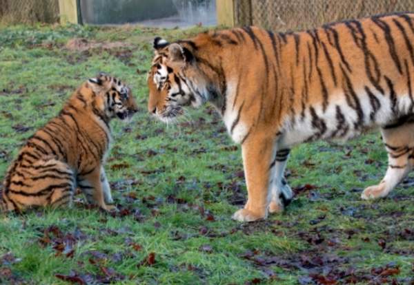 Crafts, capers and cute cub overload at Knowsley Safari this half term