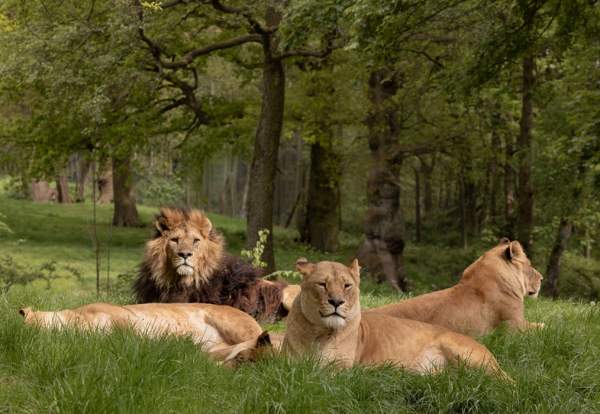 Knowsley Safari