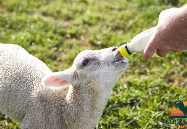 Easter Spring Fling at Cockfields Farm