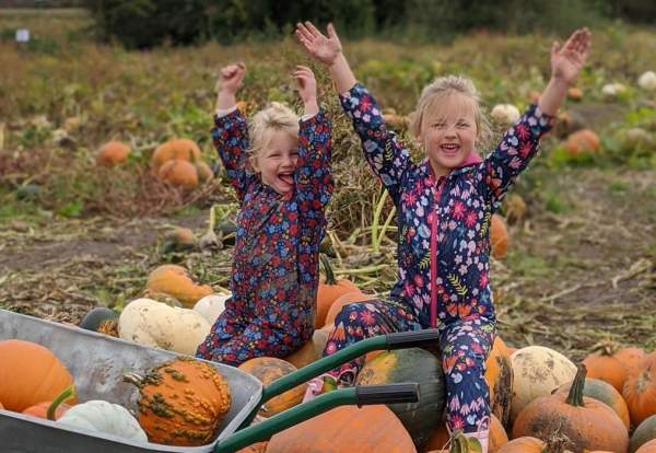 The Pumpkin Patch at Tatton Park