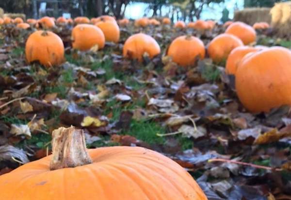 Pumpkin Pickin at Haigh
