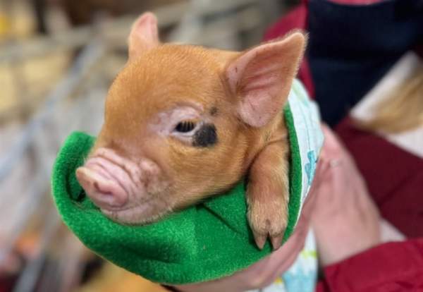 Toddler Baby Bash at Cockfields Farm